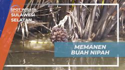 Memanen Buah Nipah di Pinggir Sungai Bersama Warga dan Selebriti di Sulawesi Selatan  