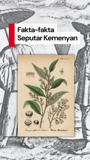 Video Mengenal Kemenyan yang Ingin Dihilirisasi Wapres Gibran
