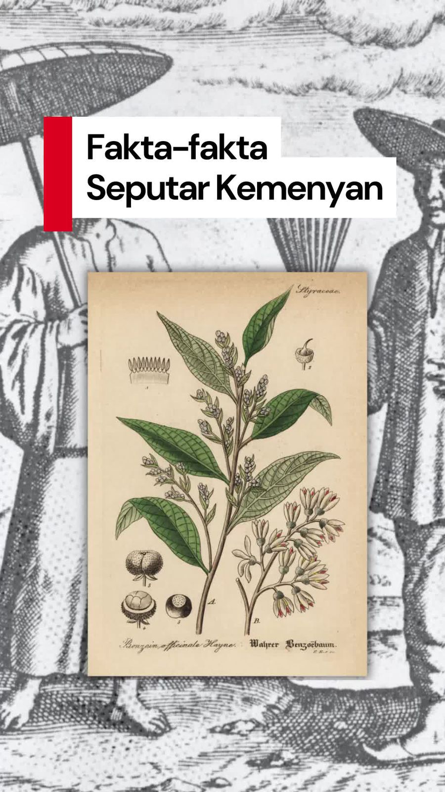 Video Mengenal Kemenyan yang Ingin Dihilirisasi Wapres Gibran
