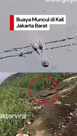 Video: Bikin Geger! Seekor Buaya Muncul di Kali Sodetan Sekretaris Jakbar