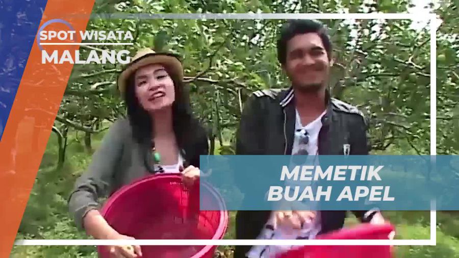 Berpartisipasi dalam Lomba Memetik Apel di Kebun Malang yang Seru dan Mengasyikkan  