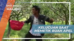 Menghadirkan Kelucuan Saat Memetik Apel dengan Ular Mainan Bersama Teman di Kebun Malang  