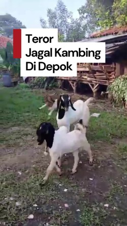 Video: Geger 8 Kambing di Depok Dijagal di Kandang Cuma Sisakan Jeroan