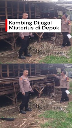 Video: Kambing di Depok Dijagal Misterius, Pemilik Rugi Rp 15 Juta