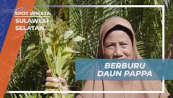 Berburu Daun Pappa di Rammang-Rammang Desa Berua Sulawesi Selatan  