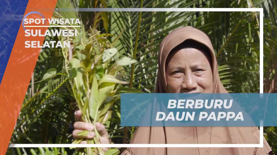 Berburu Daun Pappa di Rammang-Rammang Desa Berua Sulawesi Selatan  