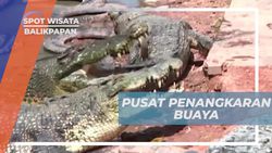 Berkunjung ke Pusat Penangkaran Buaya di Balikpapan  