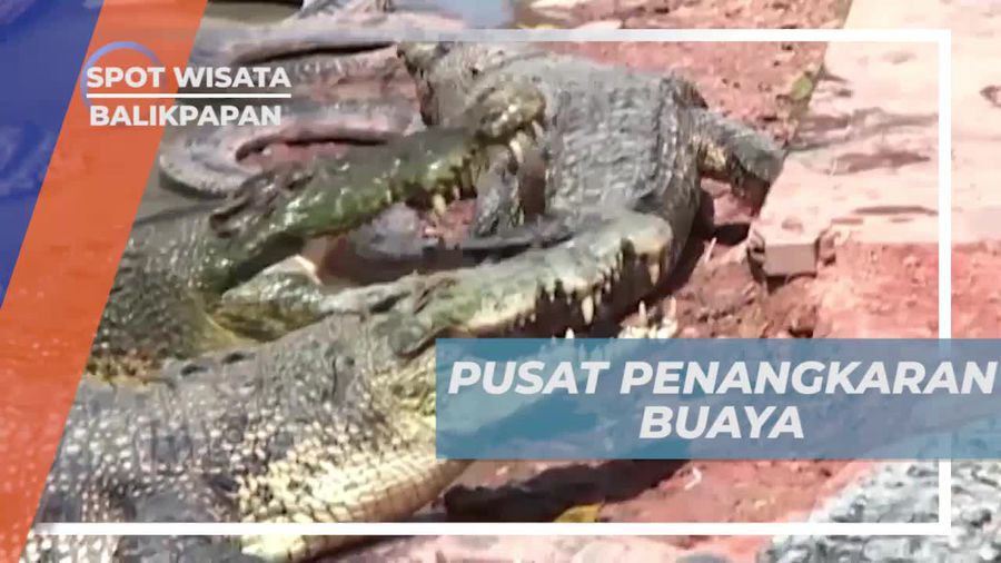 Berkunjung ke Pusat Penangkaran Buaya di Balikpapan  