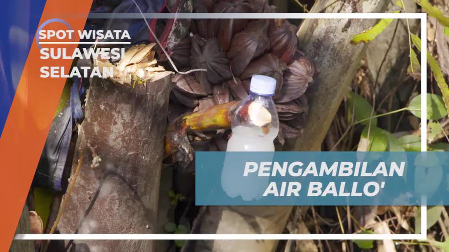 Mengambil Air Ballo dari Pohon Nipah Bersama Warga Desa Berua Sulawesi Selatan  