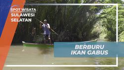 Berburu Ikan Gabus di Sungai Desa Berua Sulawesi Selatan  