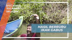 Mengumpulkan Ikan Gabus Hasil Buru di Desa Berua Sulawesi Selatan  