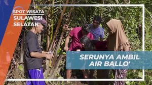 Belajar Mengambil Air Ballo dari Pohon Nipah di Desa Berua Sulawesi Selatan  