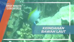 Menyelami Keindahan Bawah Laut dan Melakukan Diving di Pantai Leato, Gorontalo  