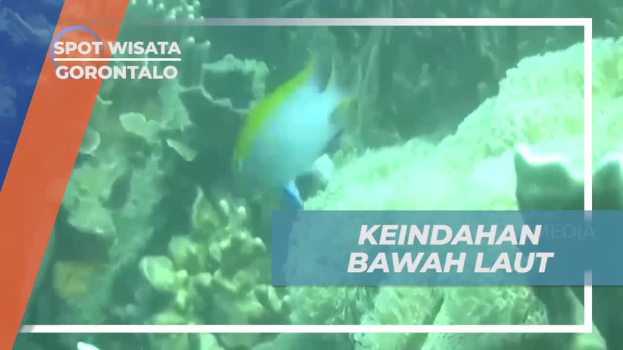 Menyelami Keindahan Bawah Laut dan Melakukan Diving di Pantai Leato, Gorontalo  