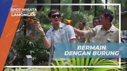 Bersosialisasi dan Memberi Makan Burung di Kandang Burung Besar Maharani Zoo, Lamongan  