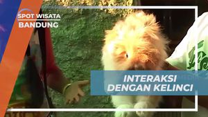 Berinteraksi dengan Kelinci Lucu di Bandung, Jawa Barat  