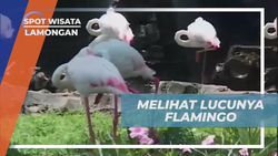 Mengamati Keunikan Flamingo dan Menikmati Keindahan Burung Berkaki Panjang di Maharani Zoo, Lamongan  