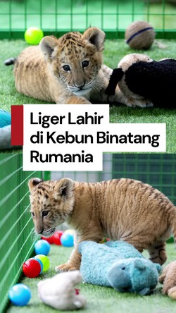Video Liger, Hasil Kawin Silang Singa-Harimau Lahir di Rumania