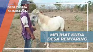 Menikmati Pesona Kuda Desa Penyaring dan Menyaksikan Proses Perah Susu di Sumbawa  