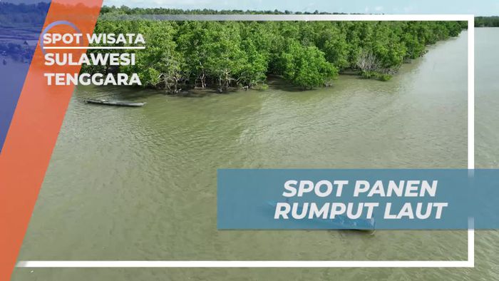 Menyusuri Spot Panen Rumput Laut dengan Perahu di Sulawesi Tenggara  