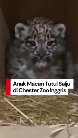 Video: Gemasnya Bayi Macan Tutul Salju Pertama di Kebun Binatang Chester Inggris