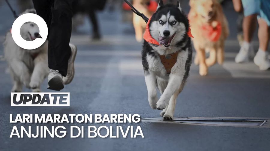 Video: Melihat Keseruan Lomba Lari Maraton Bareng Anjing di Bolivia
