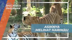  Mengamati Harimau dan Perasaan Takut Saat Memberi Makan di Pasuruan  