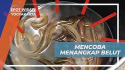 Menangkap Belut dan Menyaksikan Perjuangan di Tengah Perjalanan di Yogyakarta  