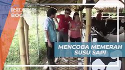 Belajar Memerah Susu Sapi di Cimory Mini Farm, Bogor 