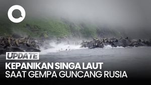 Video: Momen Kawanan Singa Laut Panik saat Gempa Guncang Kamchatka Rusia