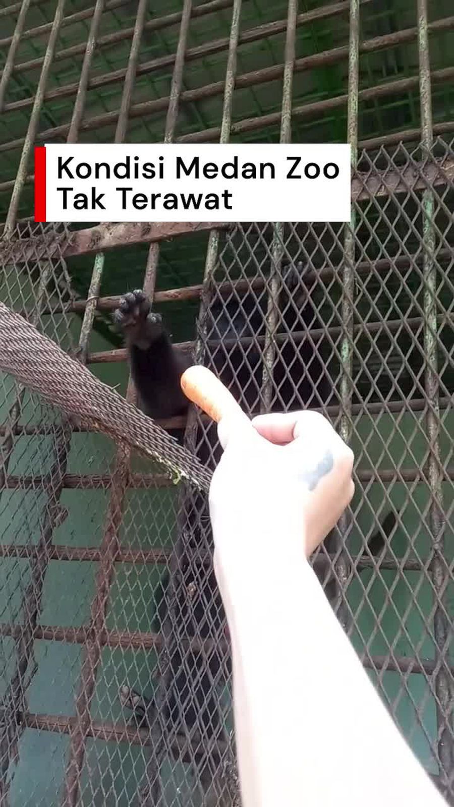 Video: Heboh Kondisi Kandang Medan Zoo Viral Tak Terawat