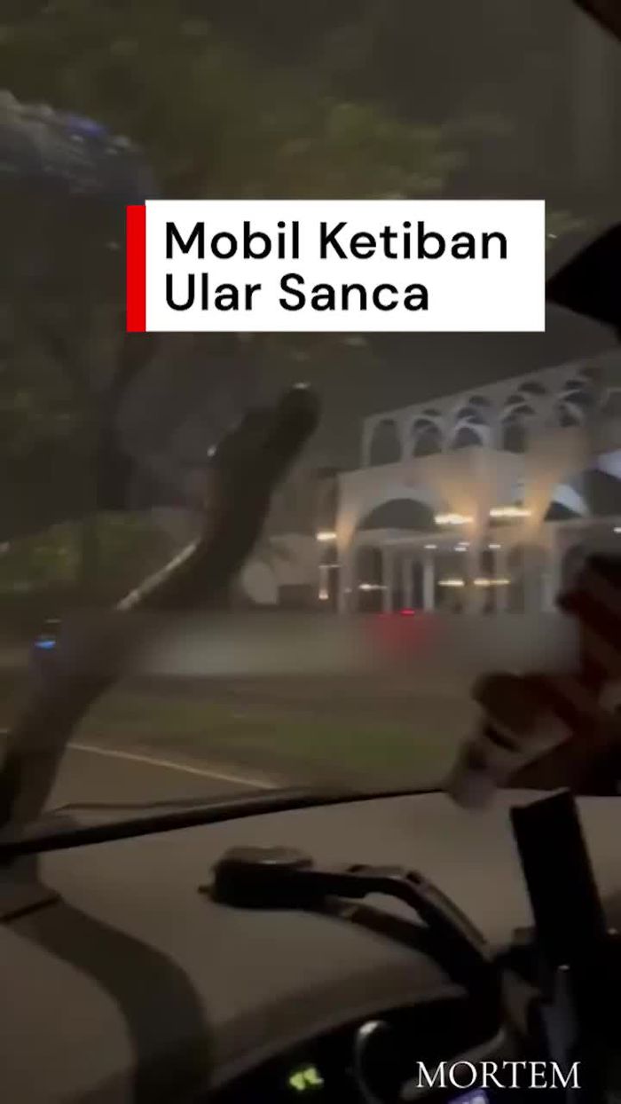 Video: Horror, Mobil Ketiban Ular Sanca di Serpong