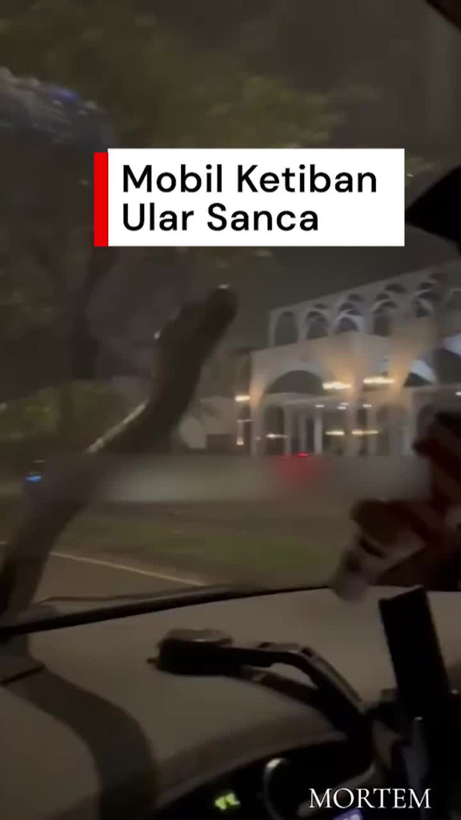 Video: Horror, Mobil Ketiban Ular Sanca di Serpong