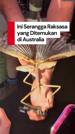 Video Penampakan Serangga Raksasa yang Baru Ditemukan di Australia