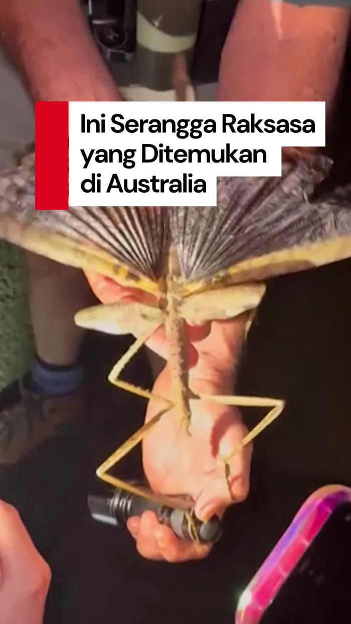 Video Penampakan Serangga Raksasa yang Baru Ditemukan di Australia