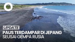 Video: Penampakan 4 Paus Mati Terdampar di Jepang seusai Gempa Rusia