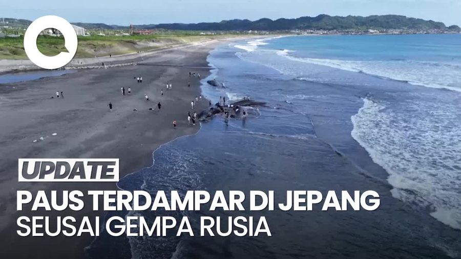 Video: Penampakan 4 Paus Mati Terdampar di Jepang seusai Gempa Rusia