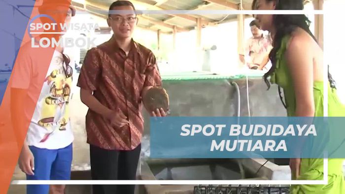 Belajar Pembibitan Mutiara di Lembaga Ilmu Pengetahuan Indonesia Lombok  