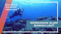 Mengagumi Keindahan Laut di Spot Diving Tomia dan Keajaiban Bawah Laut Sulawesi Tenggara  