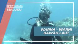 Menyaksikan Coral Indah dan Eksplorasi Bawah Laut di Spot Diving Maluku  