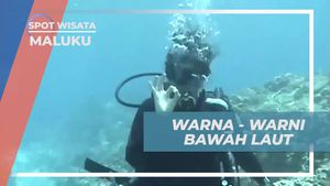 Menyaksikan Coral Indah dan Eksplorasi Bawah Laut di Spot Diving Maluku  