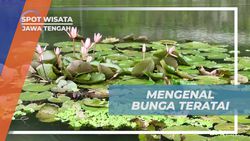 Mengenal Bunga Teratai Menawan di Kolam Rawa Ambarawa, Jawa Tengah  