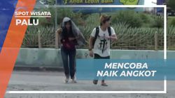 Menikmati Pengalaman Naik Angkot Menuju Karapan Sapi di Palu, Sulawesi Tengah  