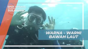 Menyelam dan Menikmati Keindahan Warna-Warni Bawah Laut di Sulawesi