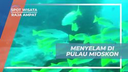 Menyelam di Pulau Mioskon dan Menikmati Keindahan Bawah Laut Raja Ampat  