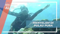 Menyelam dan Menikmati Keindahan Bawah Laut Pulau Pura di Alor  