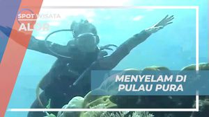 Menyelam dan Menikmati Keindahan Bawah Laut Pulau Pura di Alor  