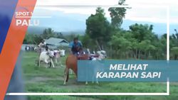 Menikmati Keseruan Melihat Lomba Karapan Sapi di Palu, Sulawesi Tengah  