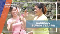 Berburu Bunga Teratai Menawan dan Mengolahnya Menjadi Kuliner di Ambarawa, Jawa Tengah  