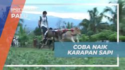 Mencoba Ikut Lomba Karapan Sapi dan Rasakan Tradisinya di Palu, Sulawesi Tengah  